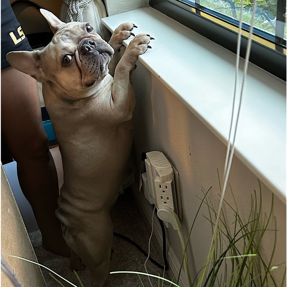 Allergy Alert - Smoke free, pet friendly home! - Picture 10 of 16